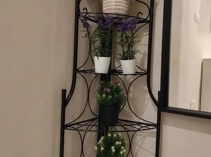 La Casa Dei Gelsomini アラッシオ